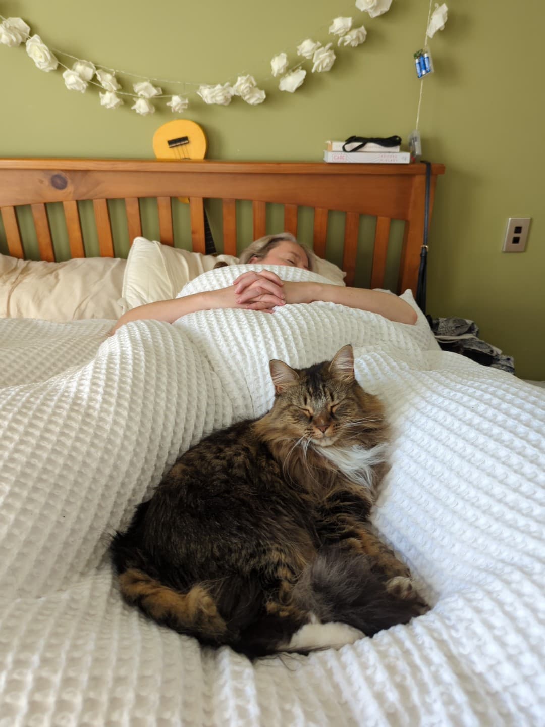 Lola the cat